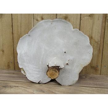 Tree Conk 16 Inch Specimen Tree Conk